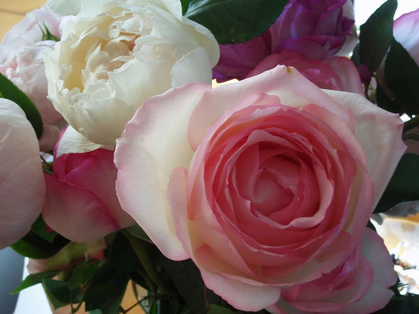 Flower Garden - Isle of Wight