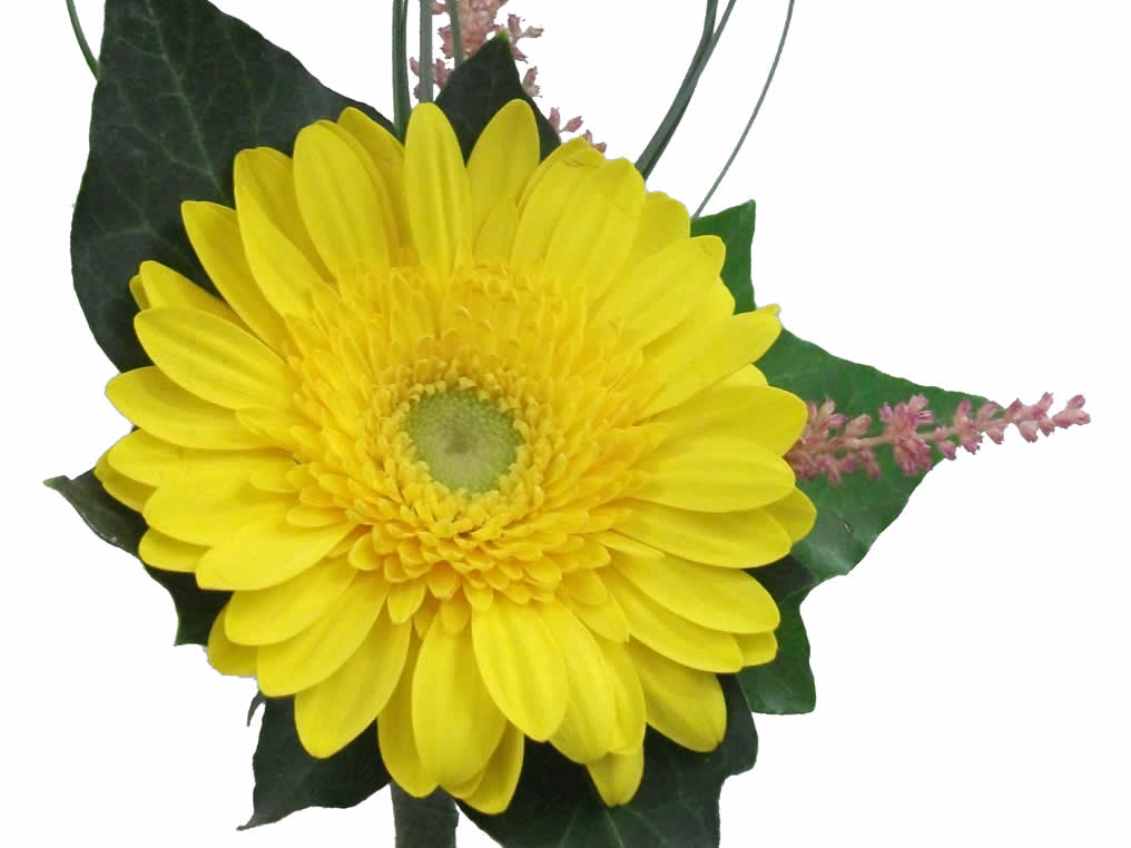 Flowers of Worcester