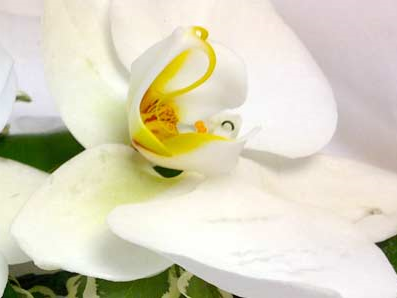 Evergreens Florist of Keswick