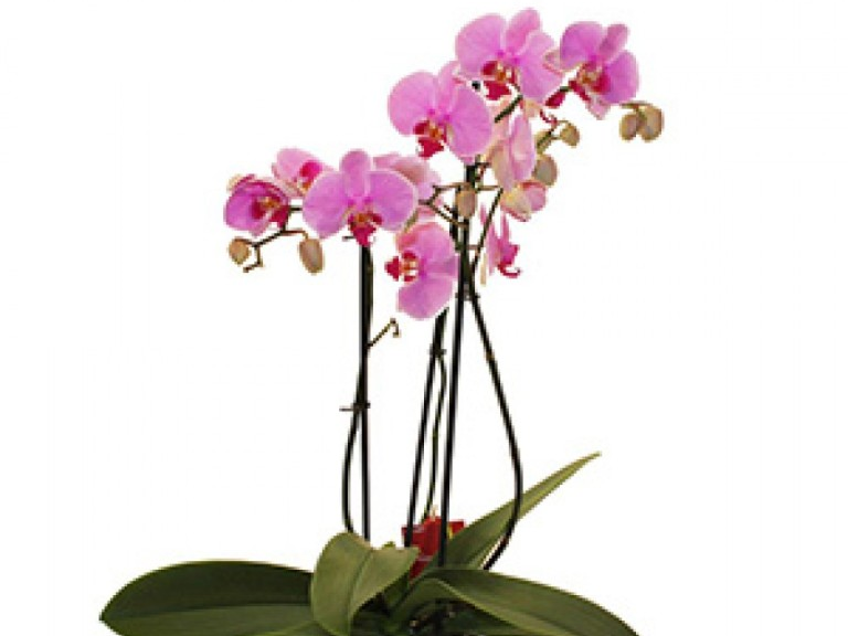 Springfields Florists